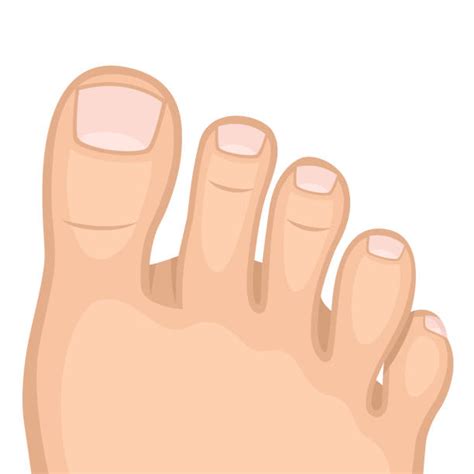Clip Art Of Toes 20 Free Cliparts Download Images On Clipground 2023