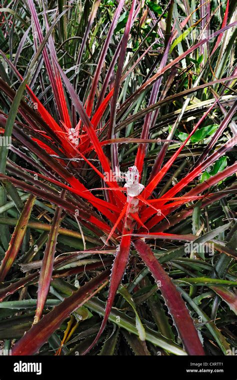 Bromeliad Or Pineapple Plant Bromeliaceae Rincon De La Vieja