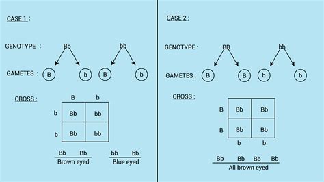 The Gene For Brown Eyes Is Dominant Over The Gene For Blue Eyes