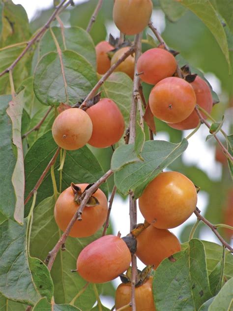 It was a delicacy of the imperial court that today is often eaten canned and much less often available fresh. Persimmon season
