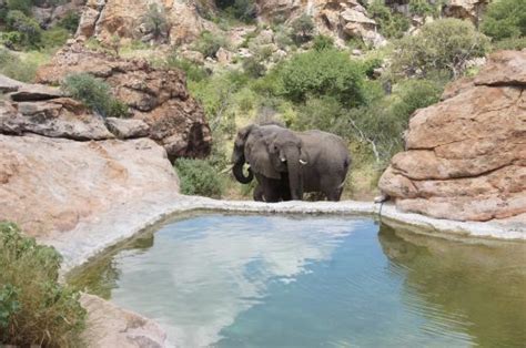 Elephants At The Pool Picture Of Leokwe Camp Mapungubwe National