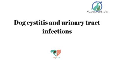 Dog Cystitis And Urinary Tract Infections Elicatsit