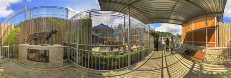 Bengal Tigers Cougar Mountain Zoo Issaquah Wa 360 Panorama 360cities