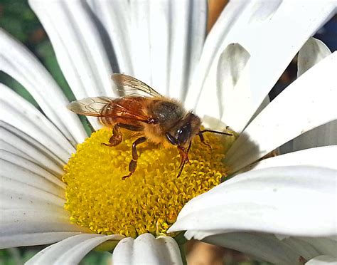 Bee A Flower 0007 Photograph By Jeff Stallard Fine Art America