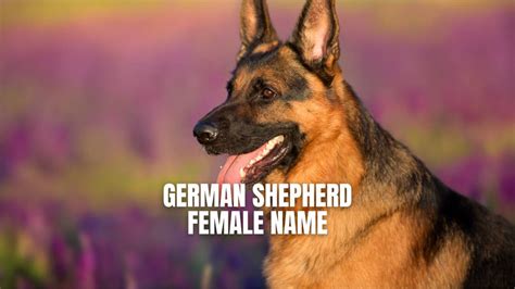 German Shepherd Female Name Ideas Top 400 Names Gsd Colony