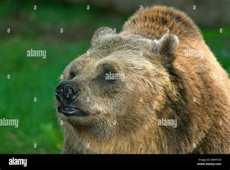 Brown Bear Ursus Arctos Bioparco Rome Italy Stock Photo Alamy