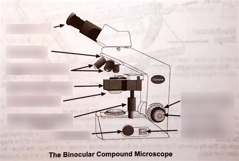 Biology Lab Binocular Compound Microscope Diagram Quizlet