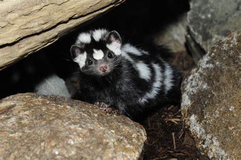 Spotted Skunk Wcs In Focus