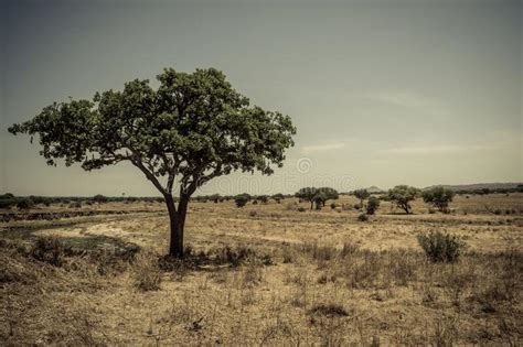 275 African Acacia Isolated Photos Free And Royalty Free Stock Photos