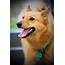 Everything About Your Finnish Spitz  LUV My Dogs