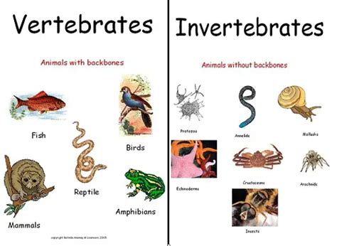 Similarities Between Vertebrates And Invertebrates