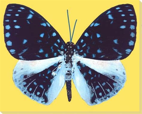 Blue Butterfly Study Wrapped Canvas Giclee Print Wall Art