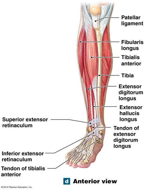 Extrinsic Foot Muscles Fasrafri