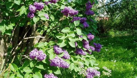 How To Care For A Lilac Tree Garden Guides