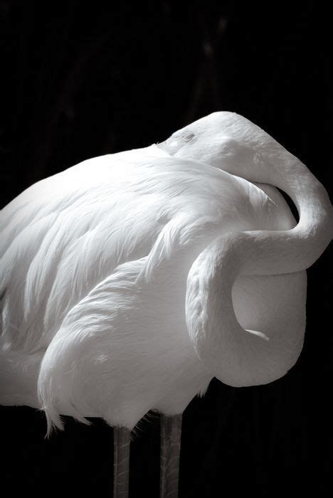 Albino Flamingo Pretty Birds Beautiful Birds Animals Beautiful