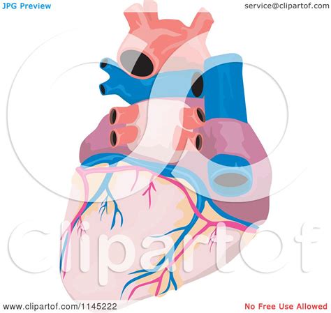 Clipart Of A Human Heart Royalty Free Vector Illustration By