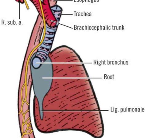 Trachea And Esophagus Diagram
