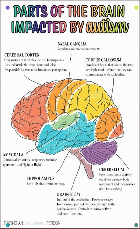 An Overview Of Autism Parts Of The Brain Impacted Signs And Symptoms