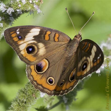 Common Buckeye Butterfly