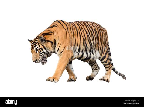 Bengal Tiger Isolated On White Background Stock Photo Alamy