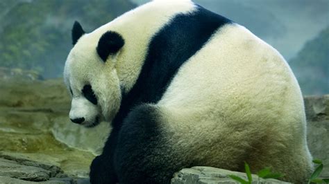 Giant Panda Cub Born At Smithsonian National Zoo The New York Times