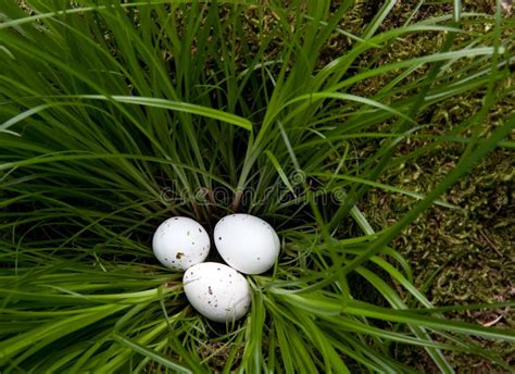 White Eggs In Grass Stock Photo Image Of Holiday Nest 23424568