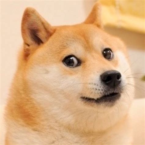 Famous Meme Doge Much Like Very Doge Doge