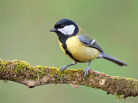 What Do Great Tits Eat Complete Guide Birdfact