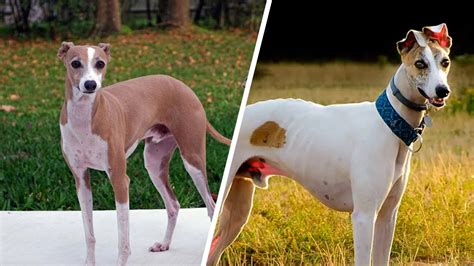 Greyhound Vs Whippet 🐕 Whats The Difference Youtube