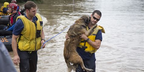 Austin Firefighters Save Dog From Floodwaters Because They Dont Just