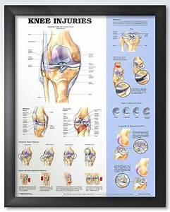 Basic Knee Anatomy