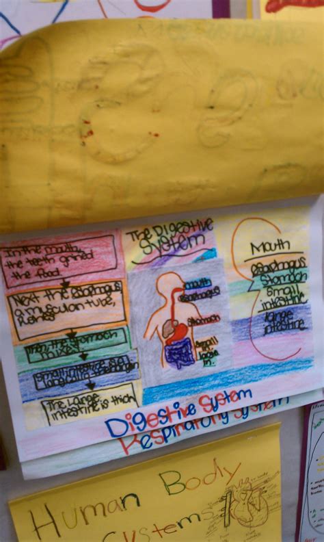 Fantastic list of human body resources for preschool age. Human Body Systems example booklet (5th grade) | Human ...