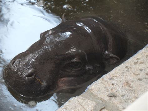 Pygmy Hippo Zoochat