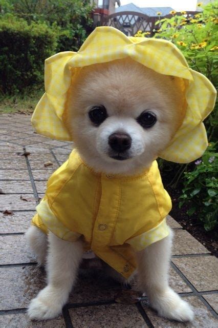 His Favorite Piece Of Clothing Is His Yellow Raincoat Animals And Pets