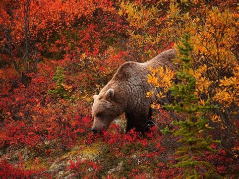 Grizzly Bear Backgrounds Wallpaper Cave