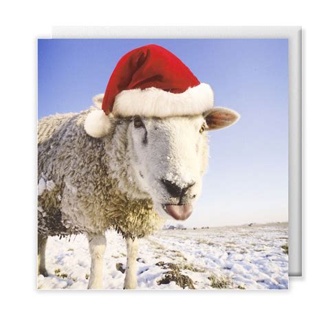 Festive Sheep Christmas Cards Pack Of 10 Oxfam Gb Shop With