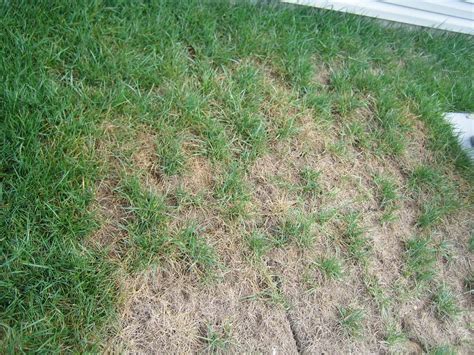 How To Treat Lawn Fungus Naturally Lawn Pest Control