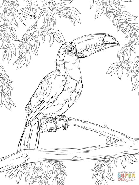 4 Einfach Bedruckbare Malvorlagen Zum Ausmalen Bird Toco Toucan