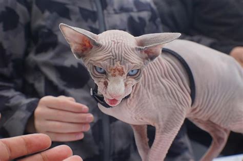 200 Hairless Cat Names The Best Names For Your Hairless Kitty