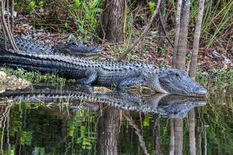 21 Amazing Alligator Facts Fact Animal