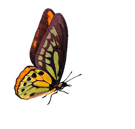 Flying Butterfly  Clipart Best