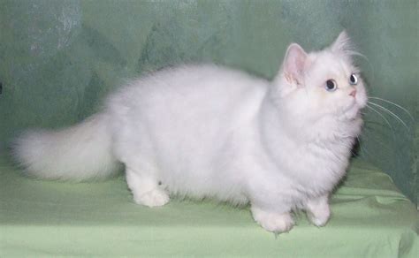 The Most Adorable Munchkin Cat Breeds