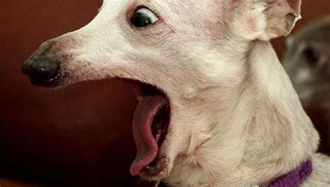 Because Every Dog Matters Dog Expressions Funny Dog Pictures Cute