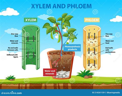 Diagram Showing Xylem And Phloem Of Plant Stock Vector Illustration