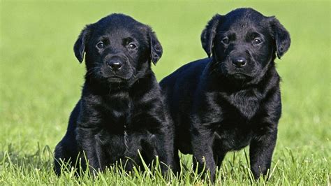 Black Lab Puppy Wallpapers Wallpaper Cave