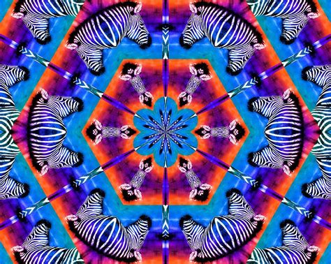Zebra Kaleidoscope Photograph By Elizabeth Budd Fine Art America