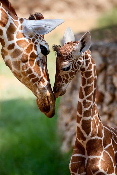 Giraffen Baby Giraffen And Kindje On Pinterest