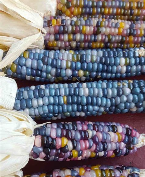 Shades Of Blue Ornamental Corn Seeds Maize Native American Etsy