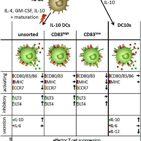 Human Tolerogenic Dendritic Cells Dcs Are Induced By Various Download Scientific Diagram
