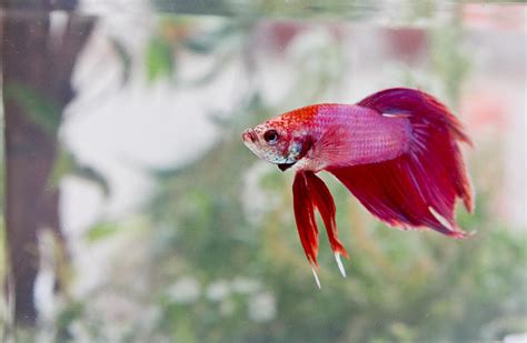 Female Betta Fish Pet Ponder